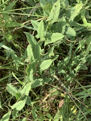 Convolvulus arvensis