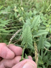 Convolvulus arvensis