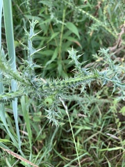 Carduus acanthoides