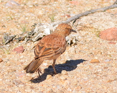 Certhilauda subcoronata