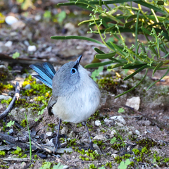 Malurus pulcherrimus