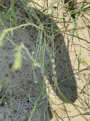 Antistrophus pisum