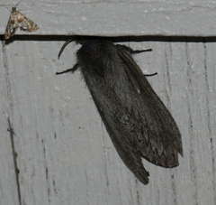 Gloveria arizonensis