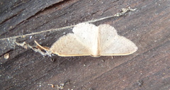 Idaea predotaria