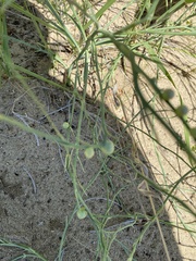 Antistrophus pisum