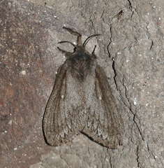 Gloveria arizonensis