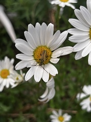 Lepturobosca chrysocoma