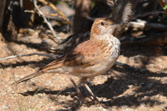 Certhilauda subcoronata