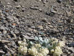 Physaria didymocarpa