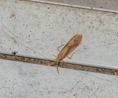 Triaenodes marginatus