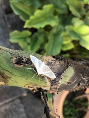 Palpita austrounionalis