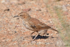 Certhilauda subcoronata