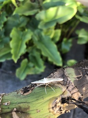 Palpita austrounionalis