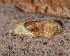 Phalonidia lepidana