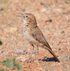 Certhilauda subcoronata