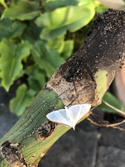 Palpita austrounionalis