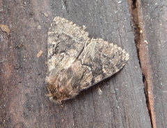 Ocneria atlantica