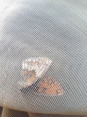 Melitaea varia