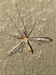 Hesperotipula