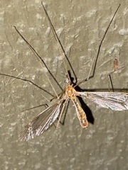 Hesperotipula