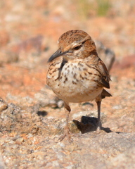 Certhilauda subcoronata