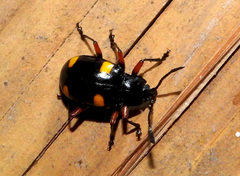 Eumorphus quadriguttatus pulchripes