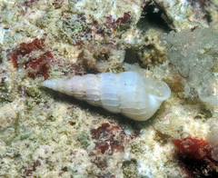 Epitoniidae