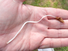 Conocybe deliquescens