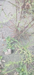 Plantago arenaria