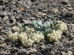 Physaria didymocarpa