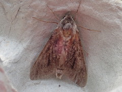 Lapara bombycoides