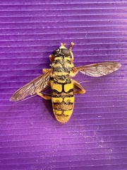 Milesia virginiensis