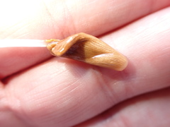 Conocybe deliquescens