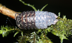 Scleropactidae