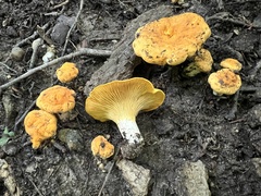 Cantharellus phasmatis
