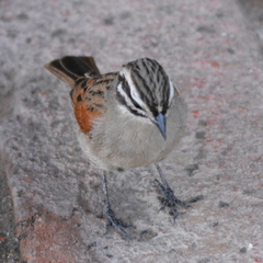 Cape Bunting photo 4
