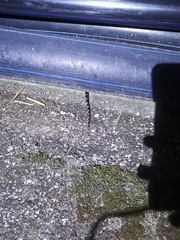 Lycodon futsingensis