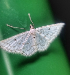 Derambila dentiscripta