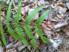 Polystichum aculeatum