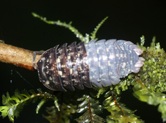 Scleropactidae
