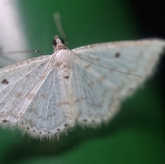 Derambila dentiscripta