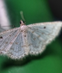 Derambila dentiscripta