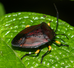 Brachystethus signoretii