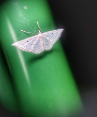 Derambila dentiscripta