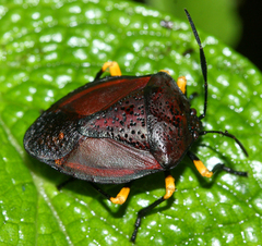 Brachystethus signoretii