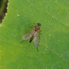 Chrysopilus asiliformis