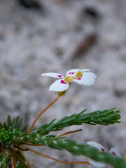 Stylidium repens