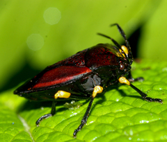 Brachystethus signoretii