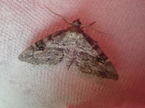 Gold-lined Melanomma Moth photo 5