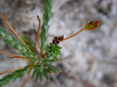 Stylidium repens